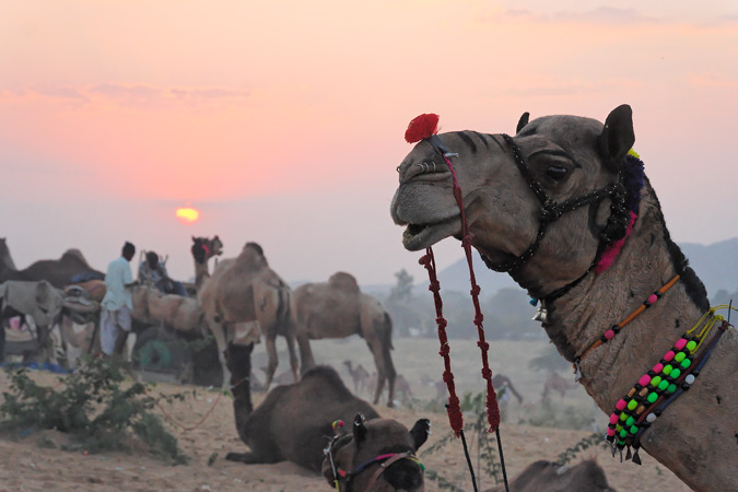 Pushkar12.jpg